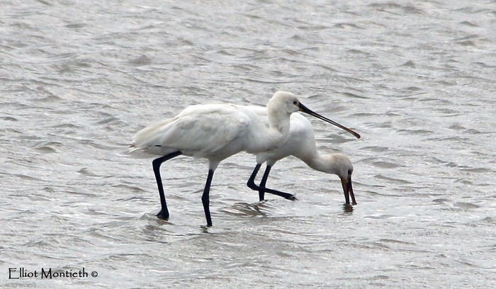 Spoonbill