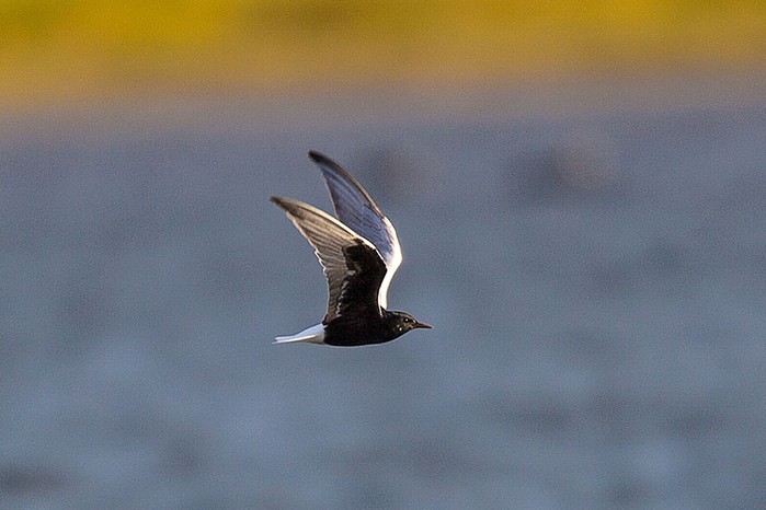 White-winged Black Tern