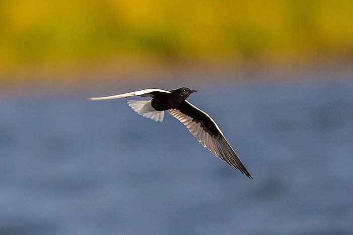 White-winged Black Tern