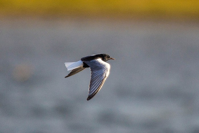 White-winged Black Tern