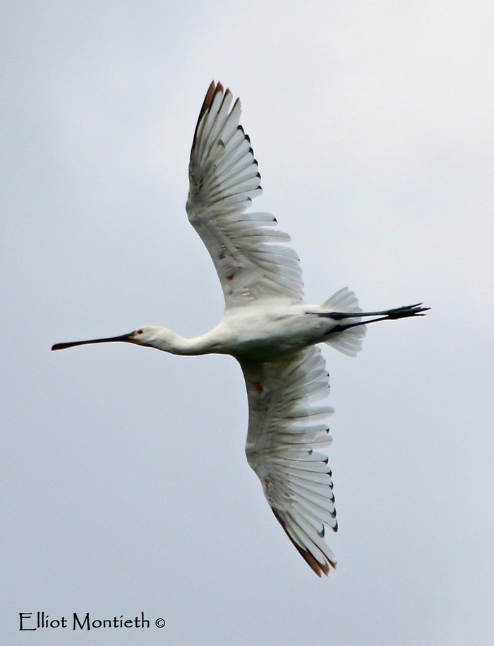 Spoonbill