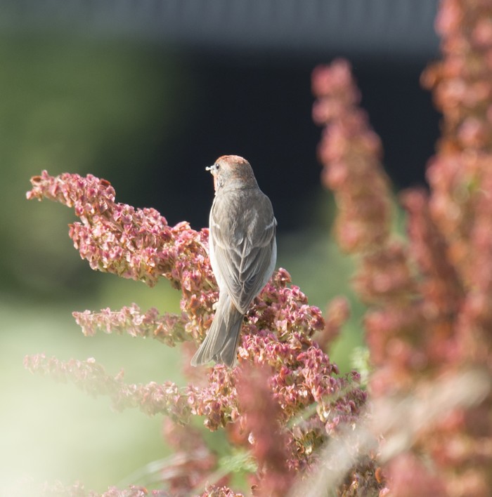 Common Rosefinch