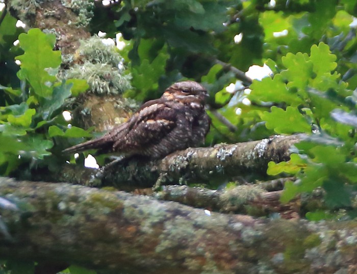 Nightjar