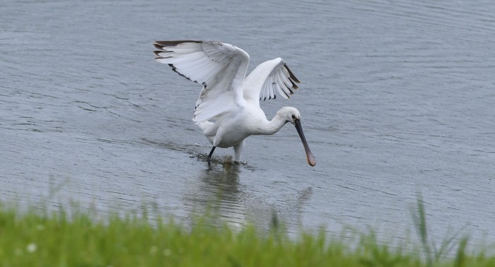 Spoonbill