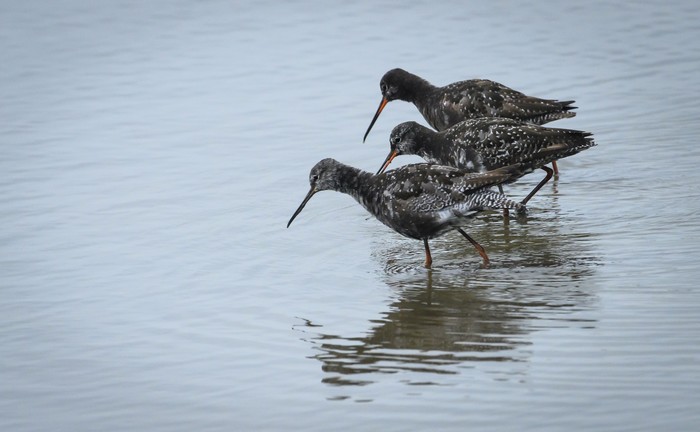 Spotted Redshank