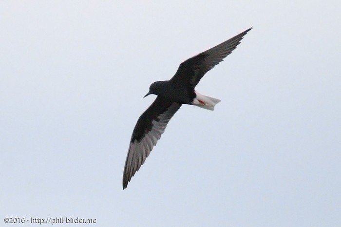 White-winged Black Tern