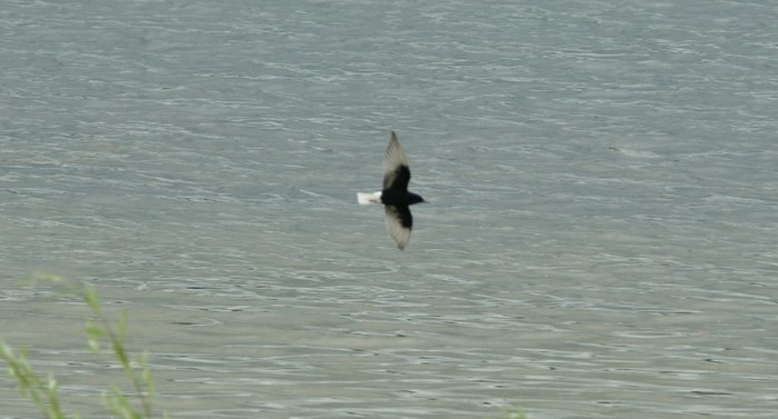 White-winged Black Tern