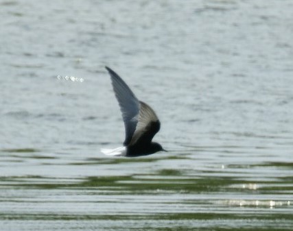 White-winged Black Tern