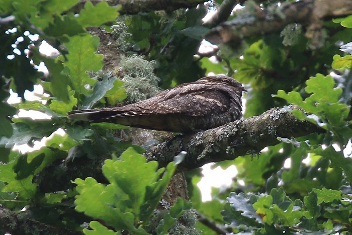 Nightjar