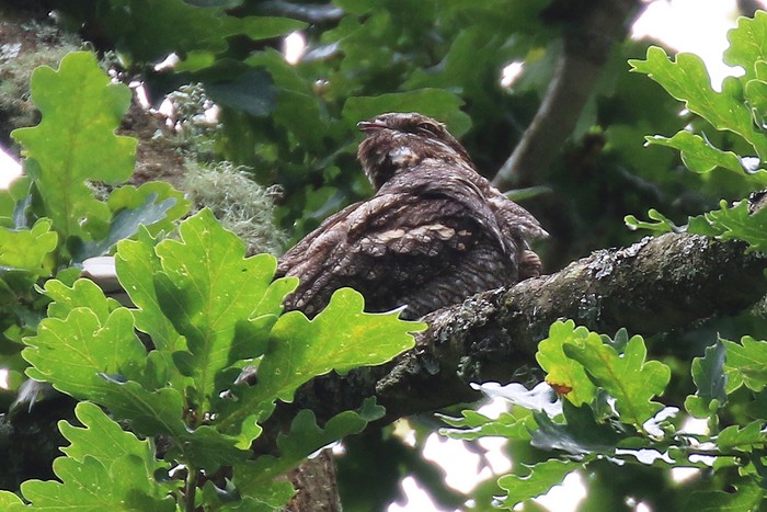 Nightjar