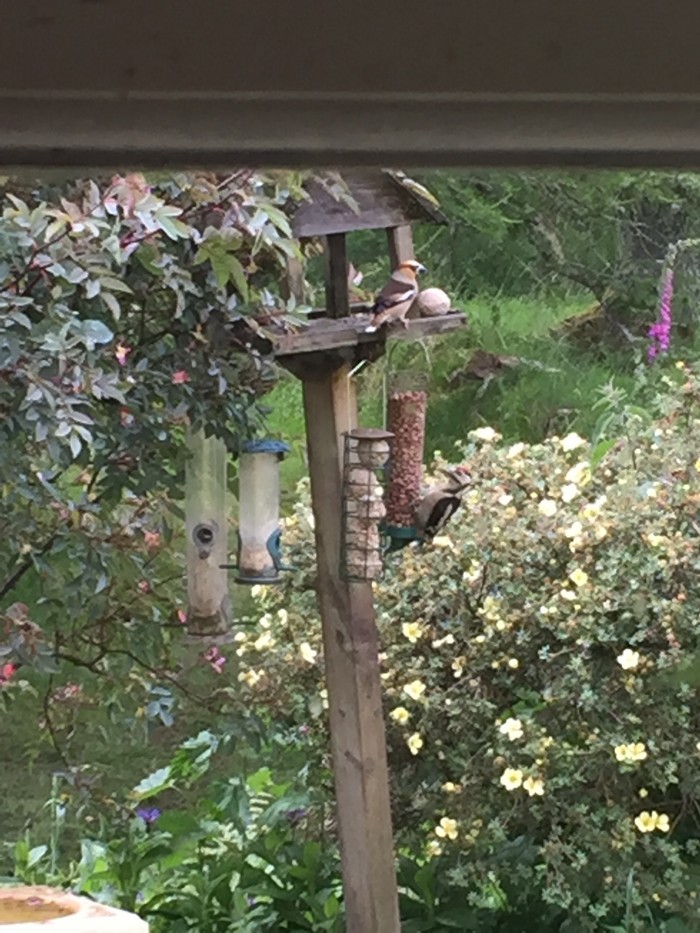 Hawfinch