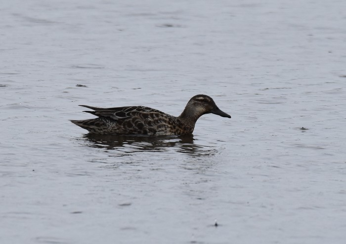 Garganey