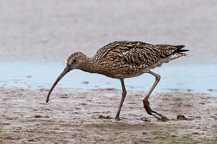 Curlew