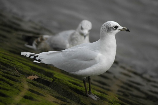 Mediterranean Gull