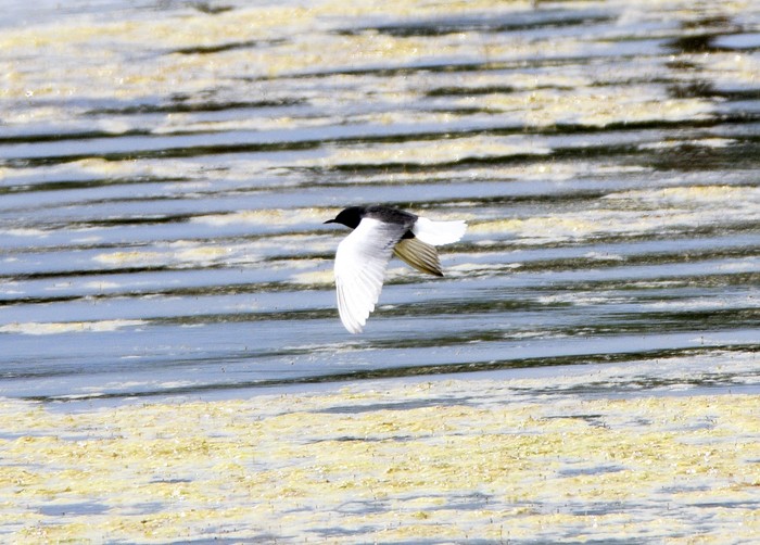 White-winged Black Tern