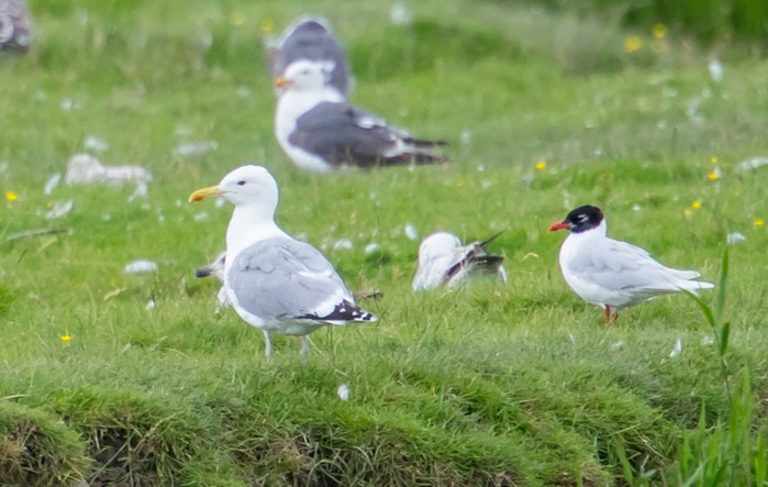 Caspian Gull