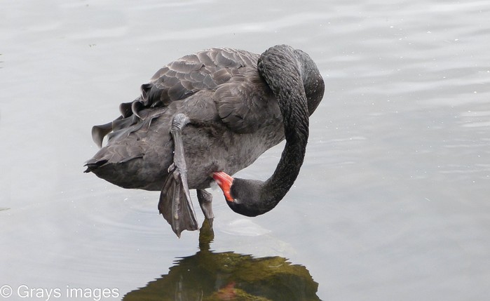 Black Swan