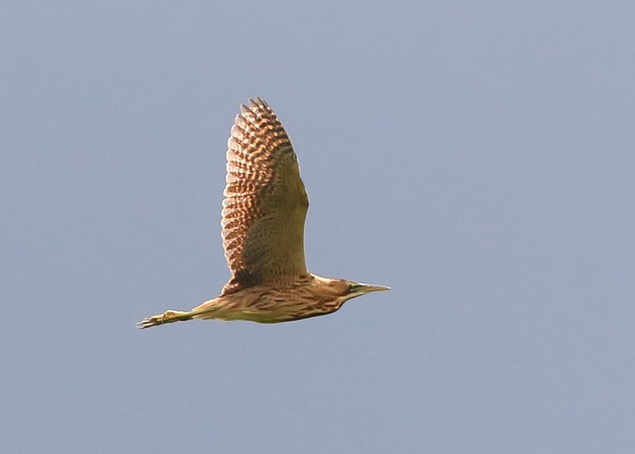Bittern