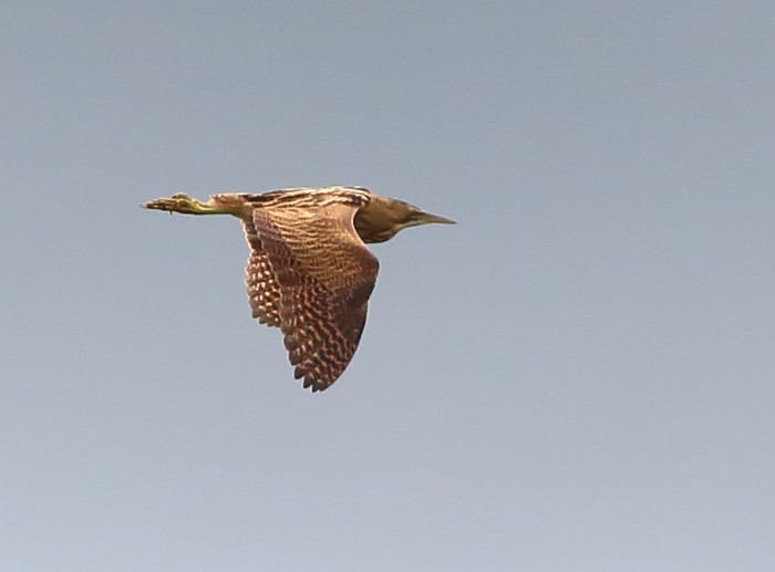 Bittern