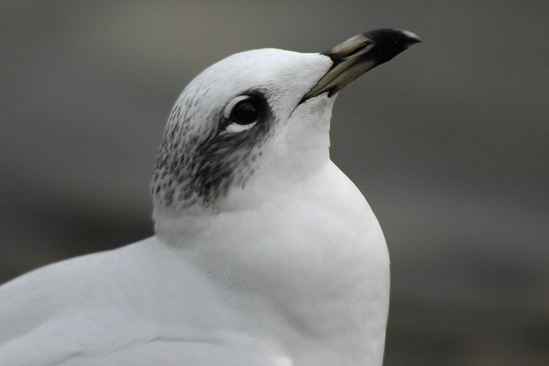 Mediterranean Gull