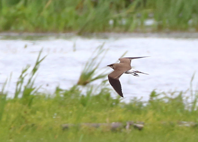 Collared Pratincole