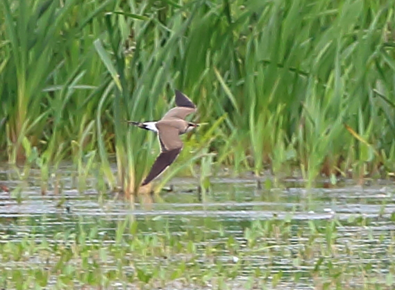 Collared Pratincole