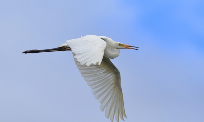 Great White Egret