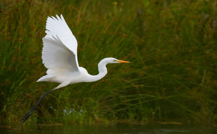 Great White Egret