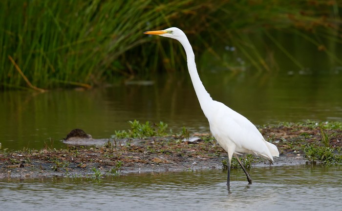 Great White Egret