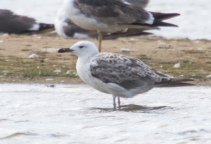 Caspian Gull