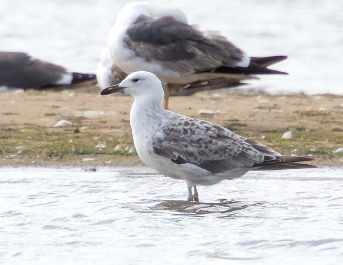 Caspian Gull