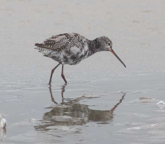 Spotted Redshank
