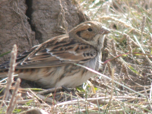 Lapland Bunting