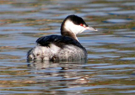 Slavonian Grebe