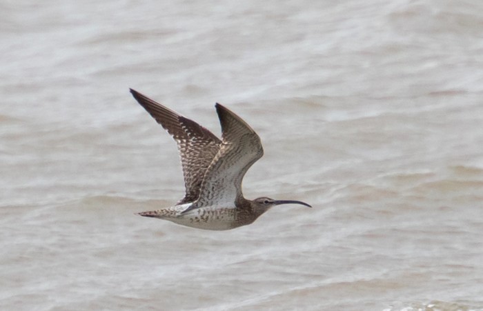 Whimbrel