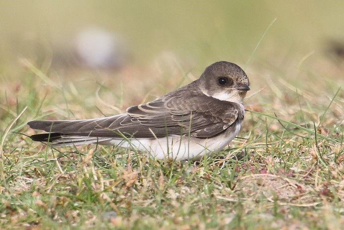 Sand Martin