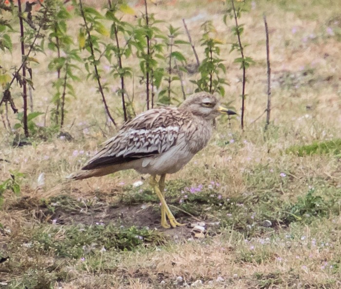 Stone Curlew