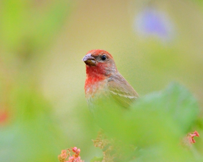 Common Rosefinch
