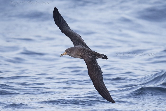 Cory's Shearwater
