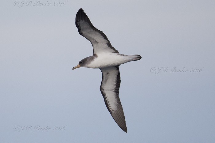 Cory's Shearwater