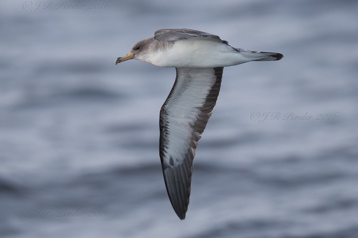 Cory's Shearwater