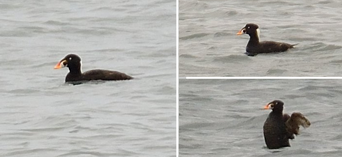 Surf Scoter