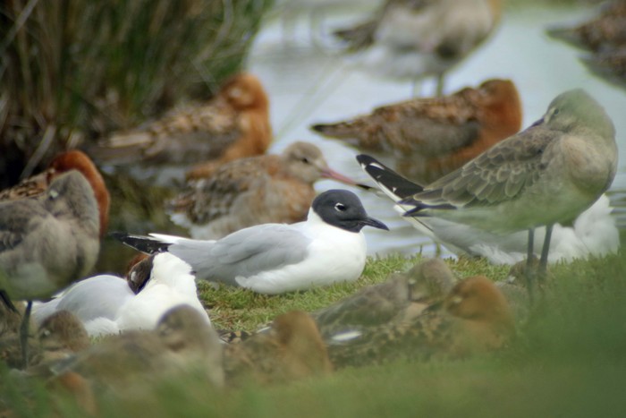 Bonaparte's Gull