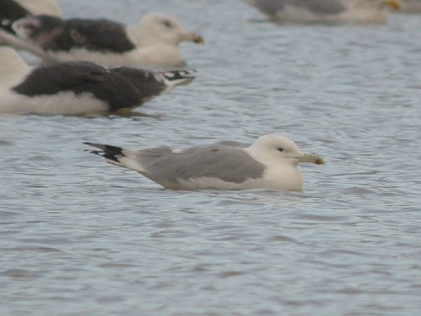 Caspian Gull