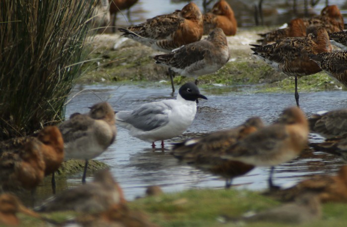 Bonaparte's Gull