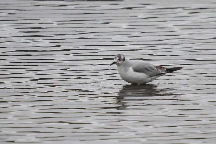 Bonaparte's Gull