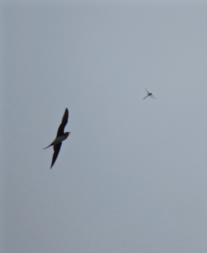 Collared Pratincole