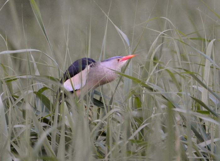Little Bittern