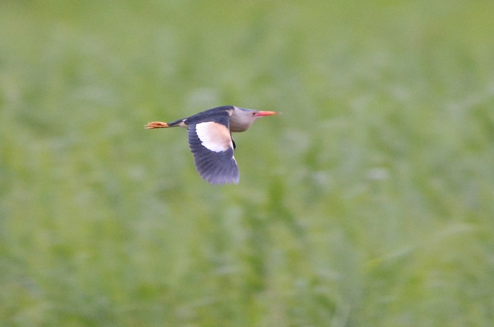 Little Bittern