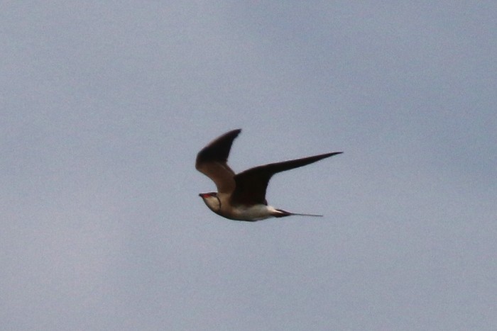 Collared Pratincole